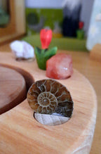 Ammonite Celebration ring Ornament