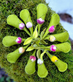 Woolfelt Sprout Babies