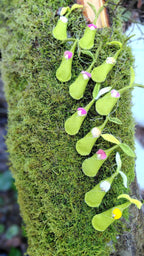 Woolfelt Sprout Babies